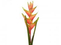 Flores Artificiales